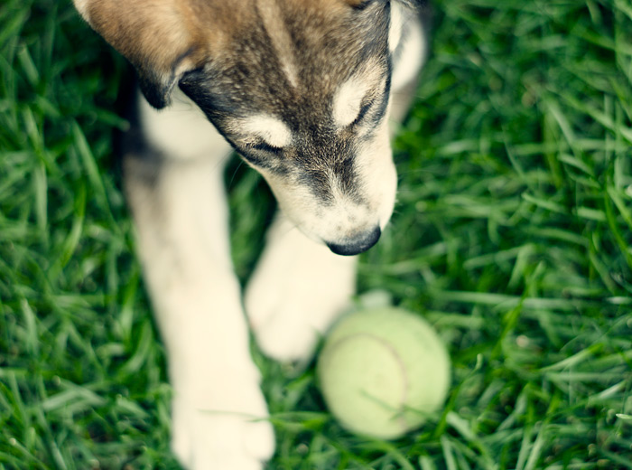 AI智能助手的ddos网页端